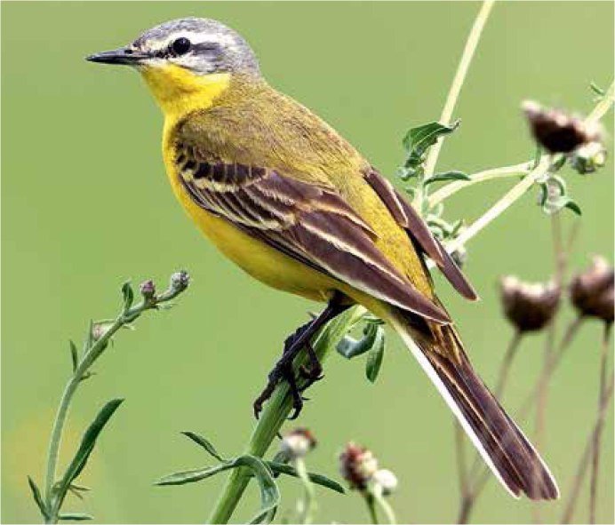 Белая трясогузка Motacilla Alba