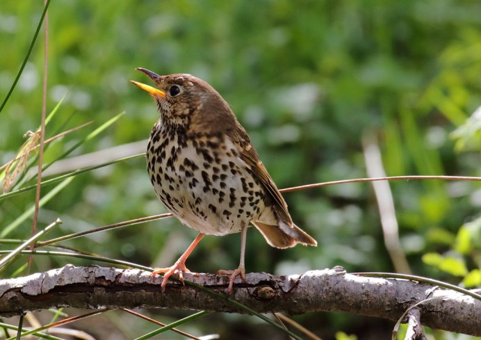 Певчий Дрозд птенцы