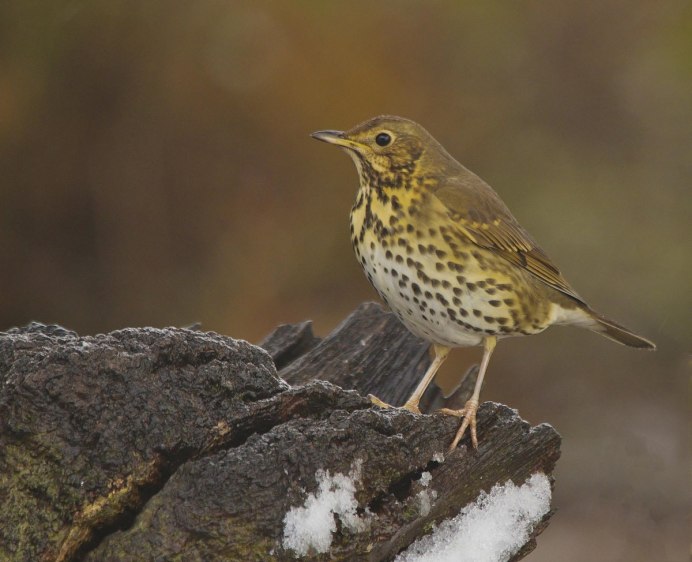 СВЕТЛОГРУДЫЙ Дрозд
