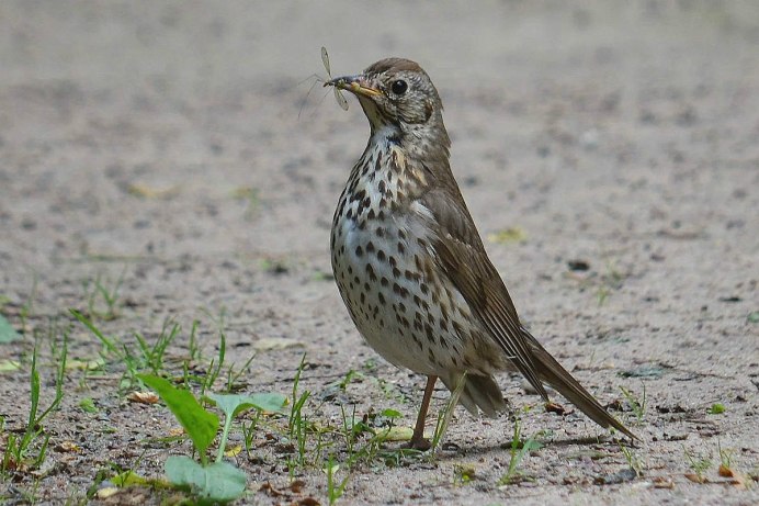 Певчий Дрозд (turdus philomelos)