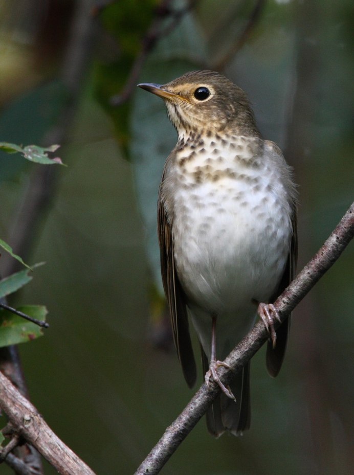 СВЕТЛОГРУДЫЙ Дрозд