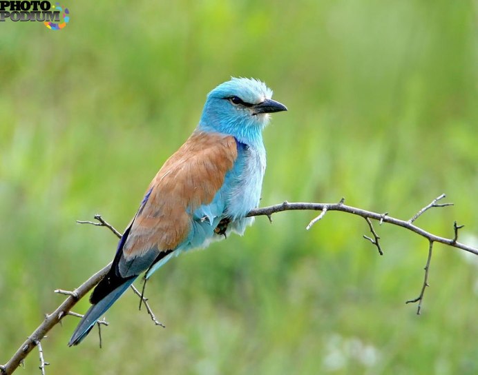 Птица желтая Tanager