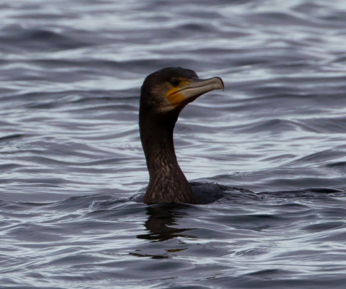 Утка лысуха нырок