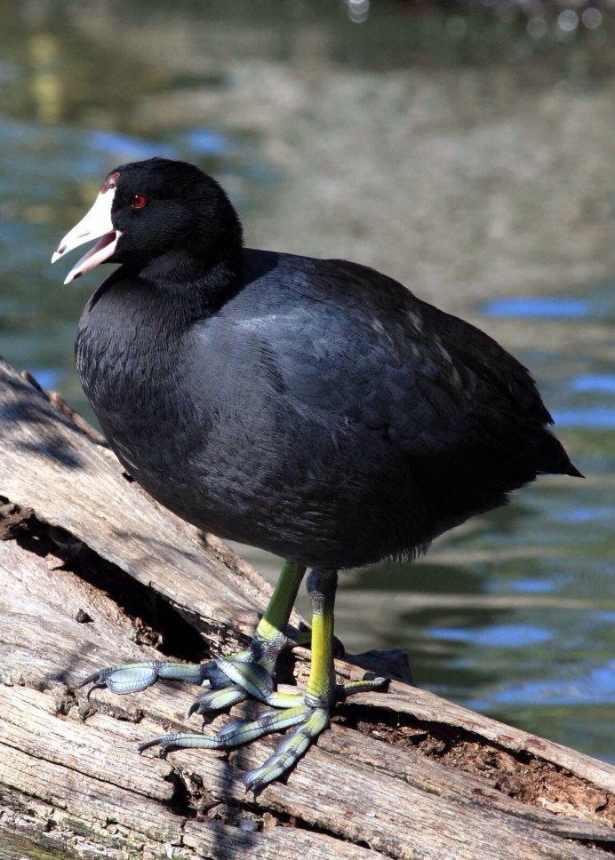 Водоплавающая птица черного цвета