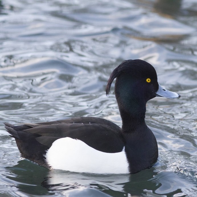 Чёрная птица с белым клювом водоплавающая