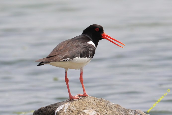 Чеграва (Hydroprogne Caspia)