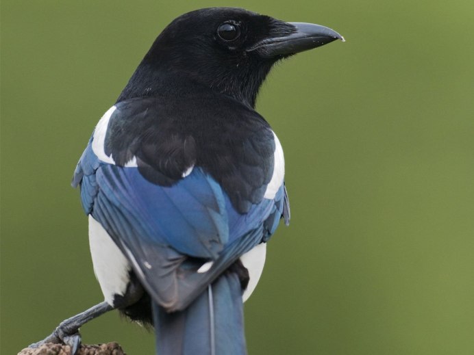 Сорока Magpie