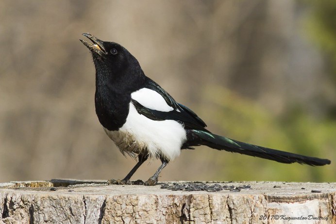 Pica hudsonia американская сорока