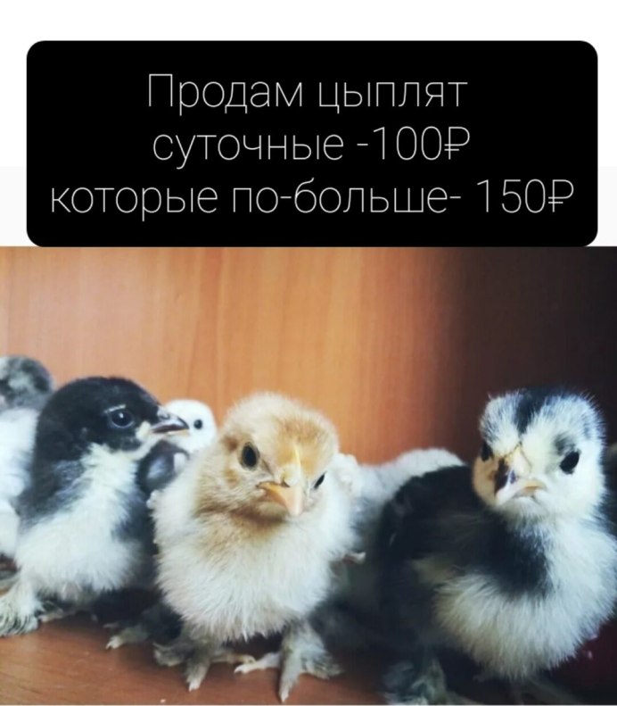 Цыплята породистые разные