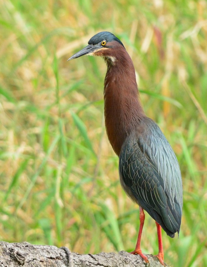 Американская зелёная кваква