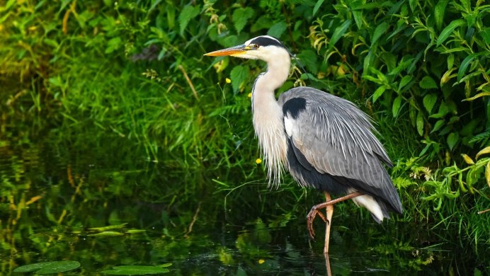 Черная утка чомга