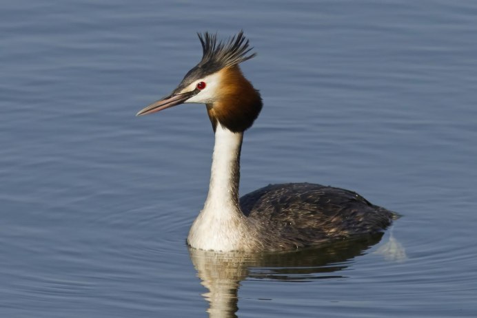 Водоплавающие птицы ныряют