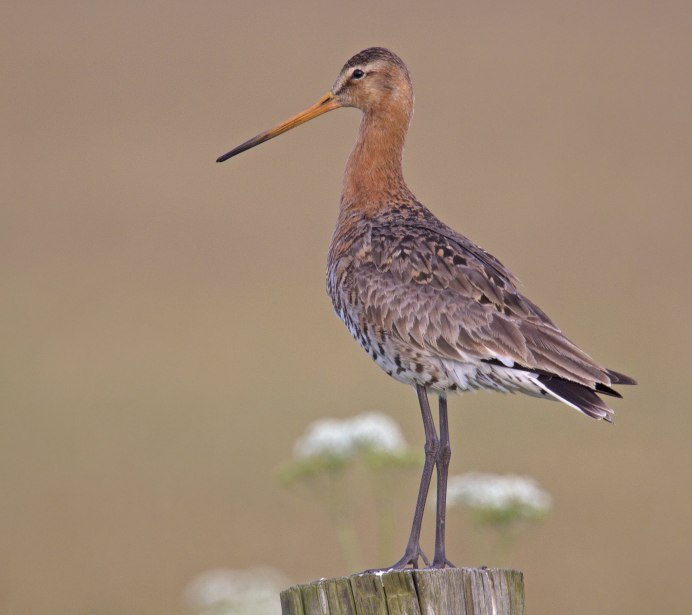 Кулик Перелетная птица