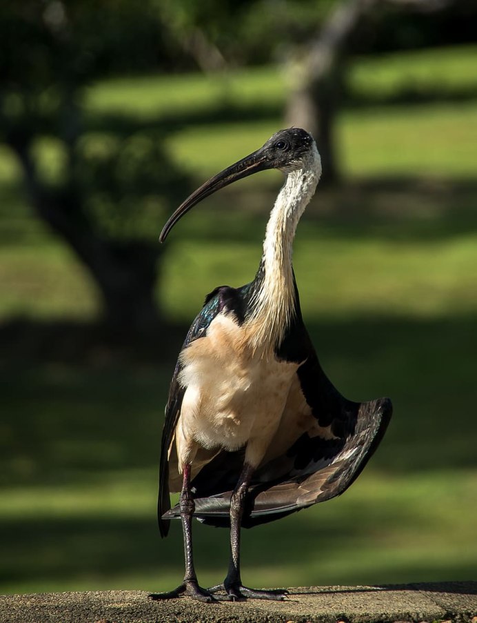 Птицы Подмосковья с длинным клювом фото