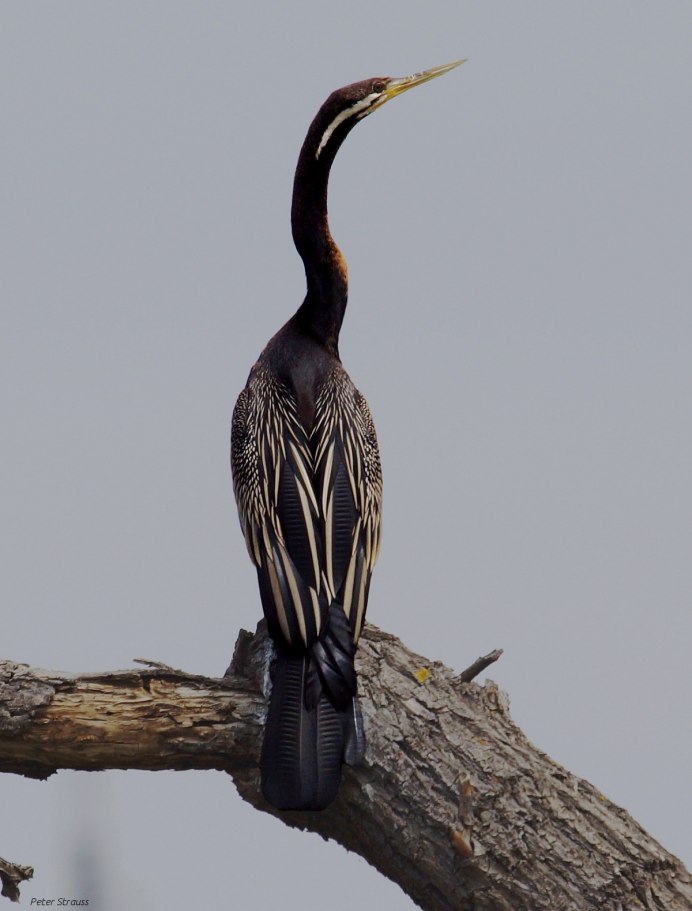 Баклан змеешейка