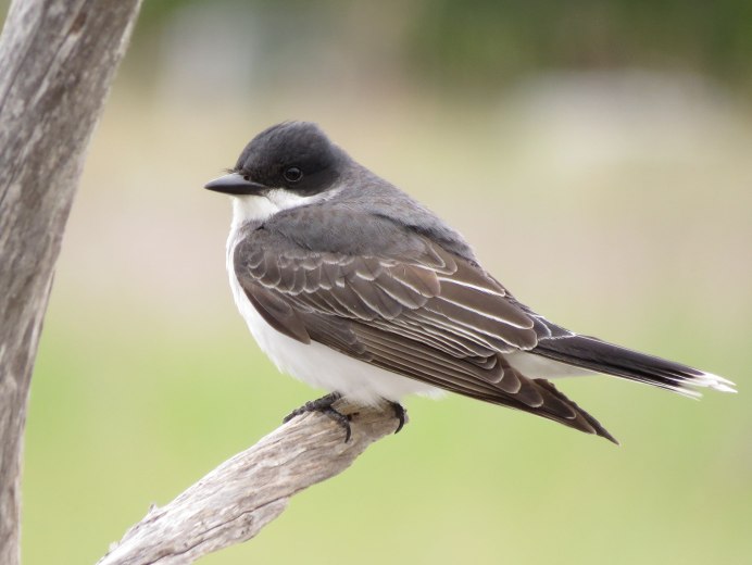 Черношапочная гаичка (лат. Poecile atricapillus)