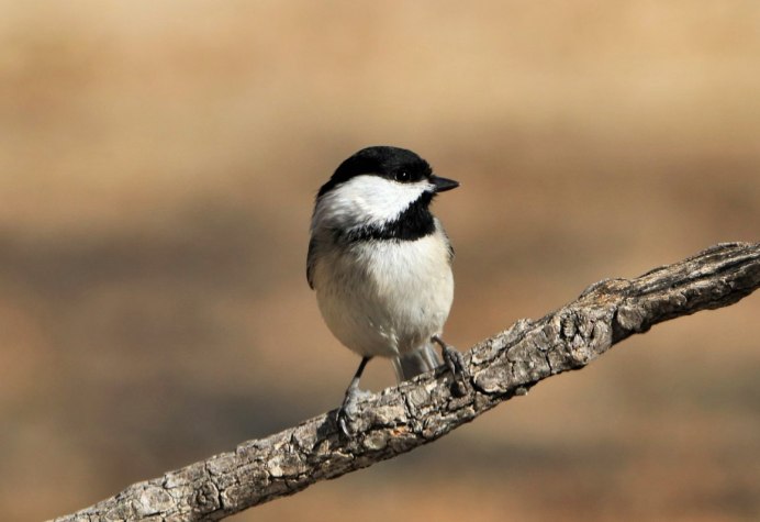 Gray Catbird птица