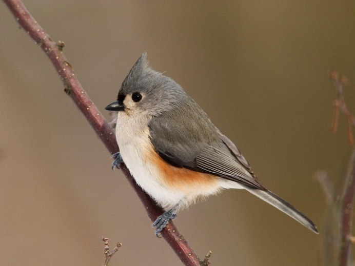 Chickadee птичка