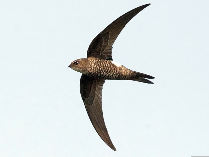 Fastest Swift Bird