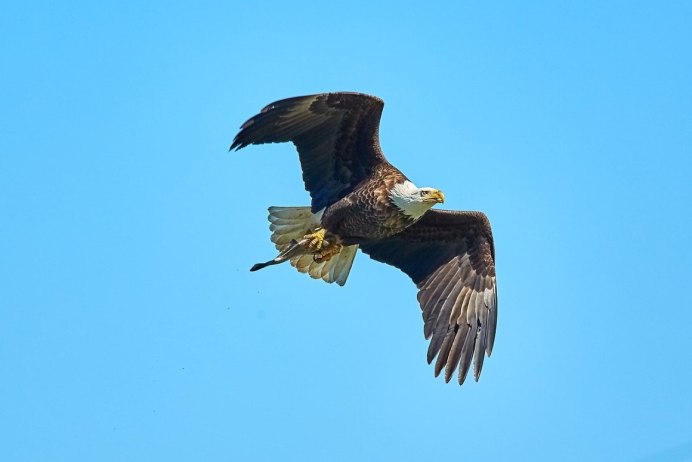 «Хищные птицы» «Birds of Prey»