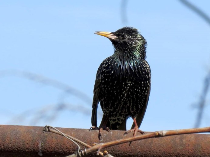 Обыкновенный скворец (Sturnus vulgaris)