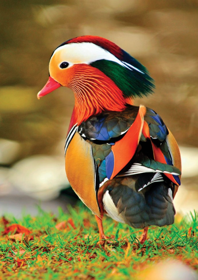 Chrysolophus amherstiae
