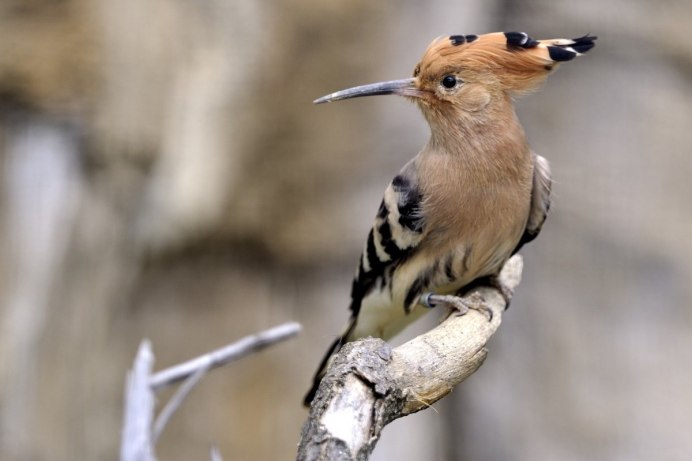 Удод Степной