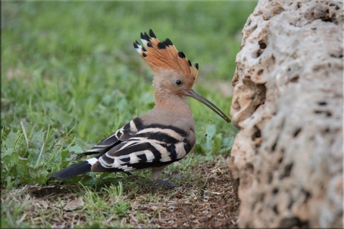 Удод Степной