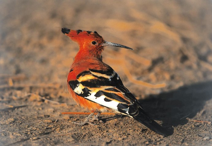 Удод Дальневосточный