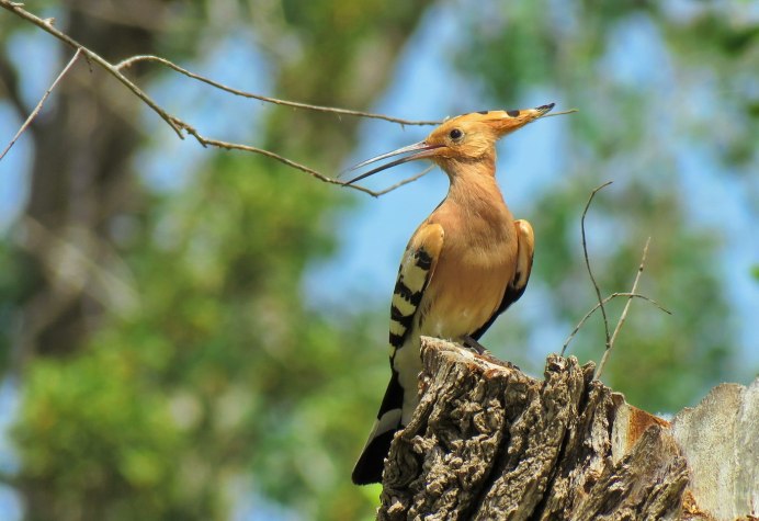 Памирский Удод