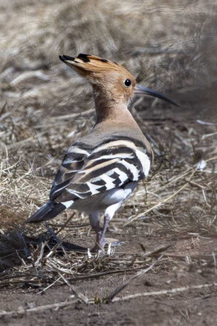 Синеголовый Удод