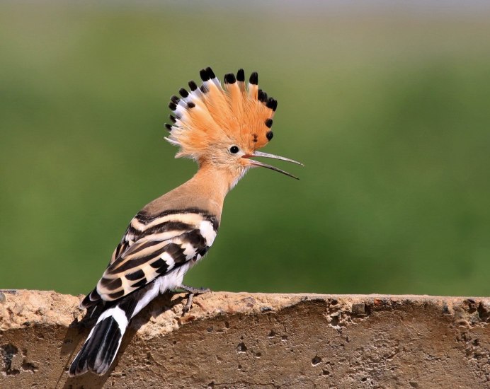 Удод Крымский