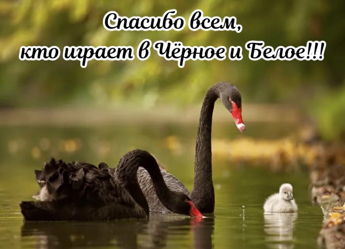 Животные и птицы