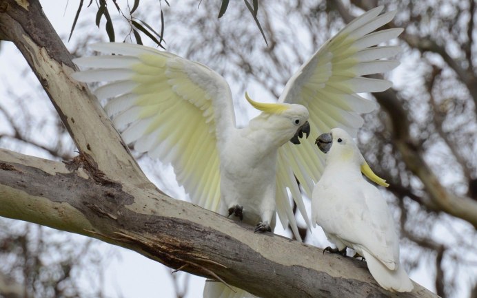 Большой желтохохлый Какаду (Cacatua galerita)