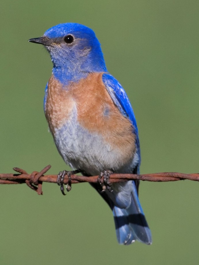 Птица желтая Tanager