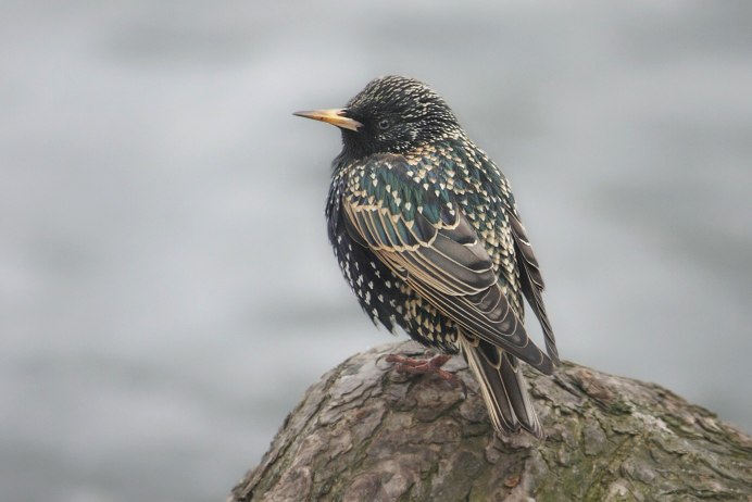 Обыкновенный скворец (Sturnus vulgaris)