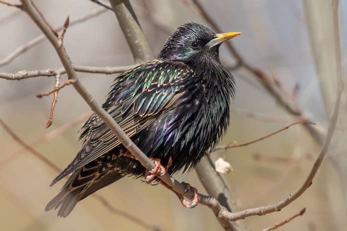 Graurul (скворец) Sturnus vulgaris l.
