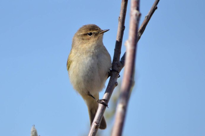 Phylloscopus collybita