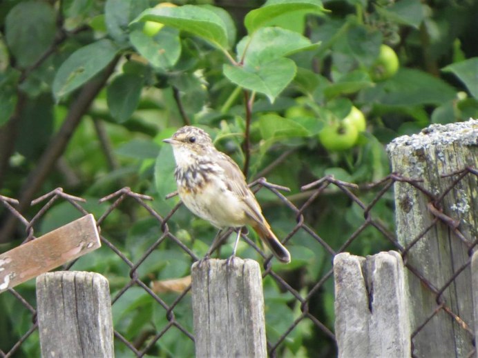 Рябинник (turdus pilaris