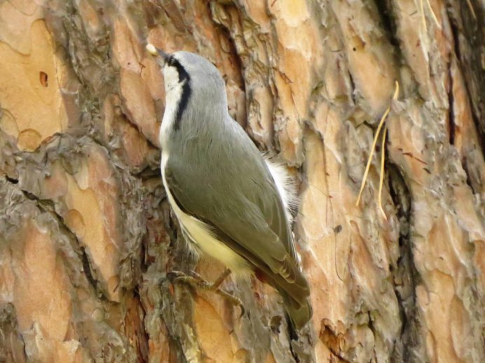 Emberiza aureola летит