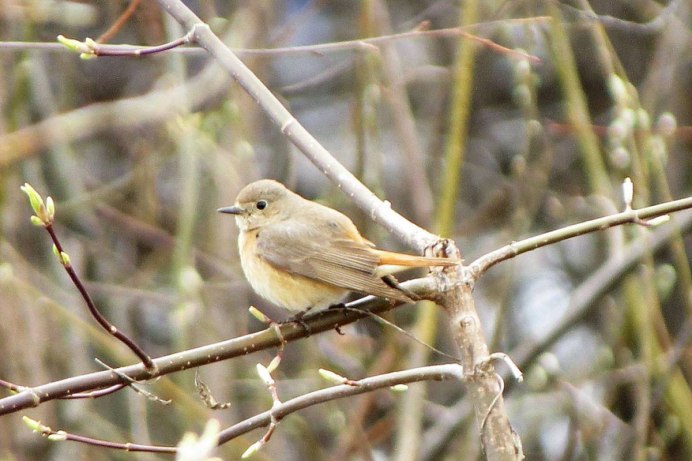 Картинка овсянка-Ремез (schoeniclus Rusticus)