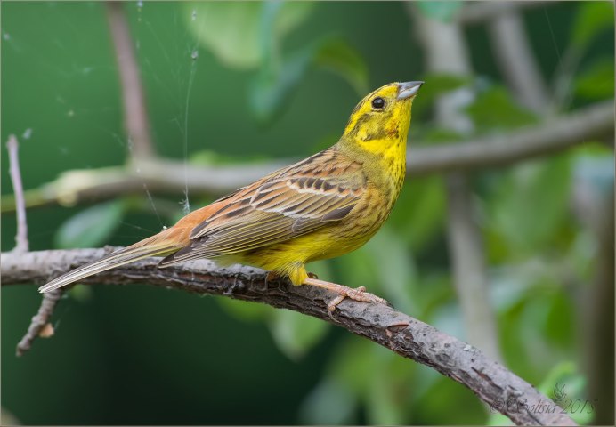 Золотохохлая синица