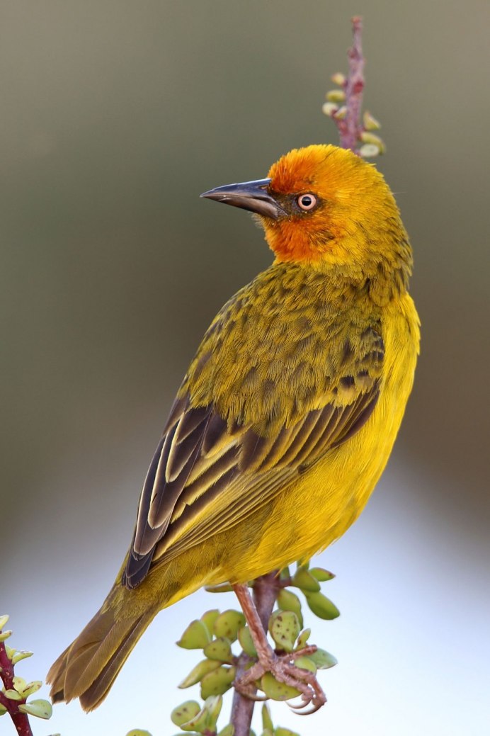 Желтая птица