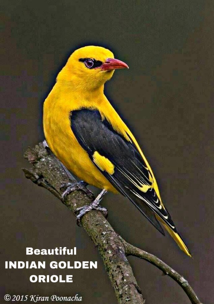 Птицы с желтым оперением