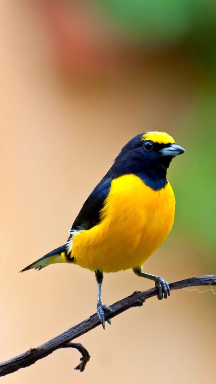 Желтая птица