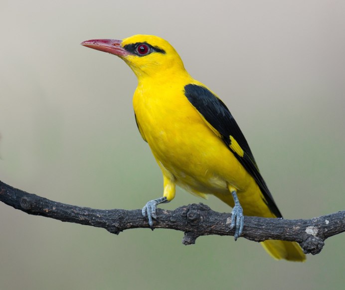 Иволга - Oriolus Oriolus