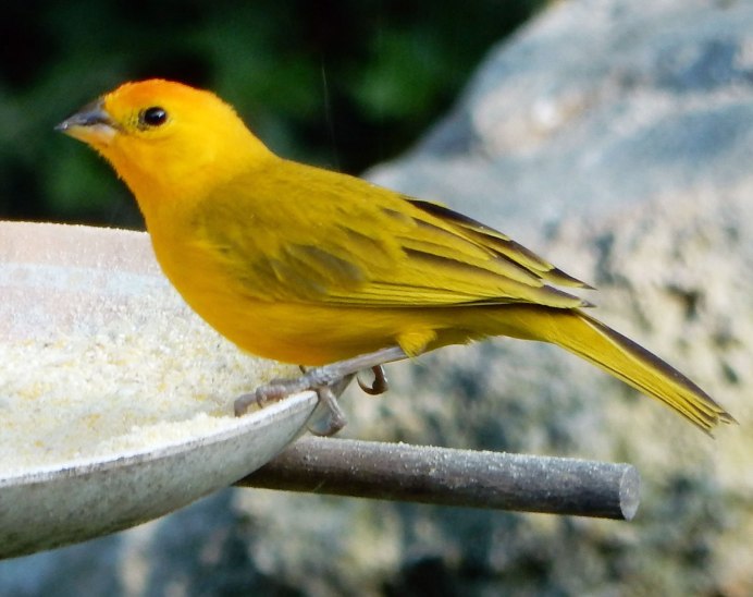 Yellow Warbler птица