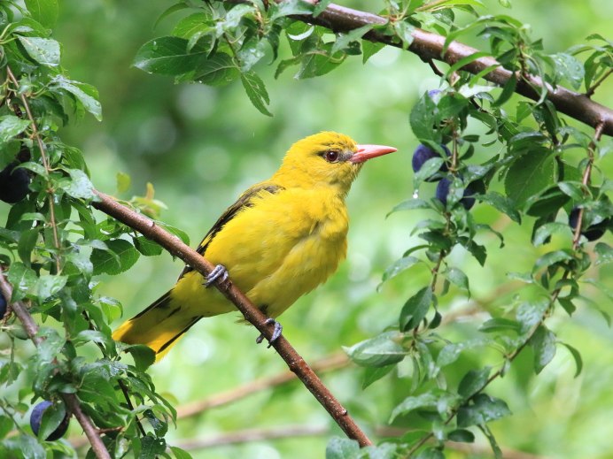 Yellow Warbler птица