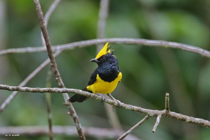 Желтая птица