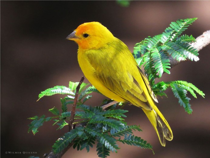 Prothonotary Warbler